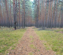 Прирезка лесных участков Кадастровые работы в Калачевском районе